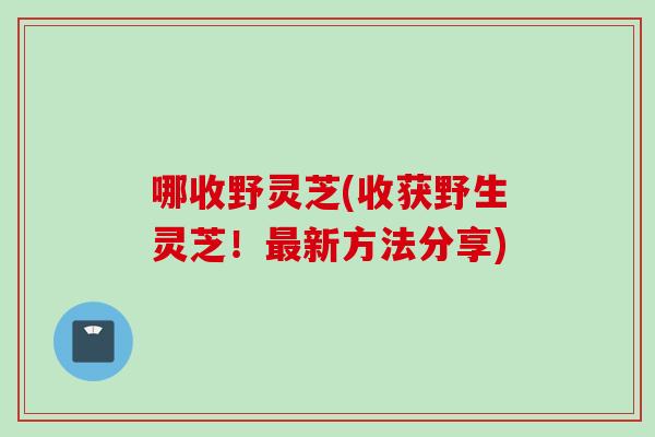 哪收野灵芝(收获野生灵芝！最新方法分享)