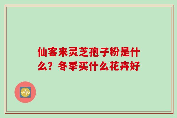 仙客来灵芝孢子粉是什么?冬季买什么花卉好