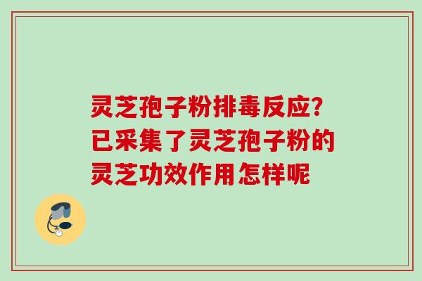 灵芝孢子粉反应?已采集了灵芝孢子粉的灵芝功效作用怎样呢 灵芝孢子粉反应?已采集了灵芝孢子粉的灵芝功效作用怎样呢