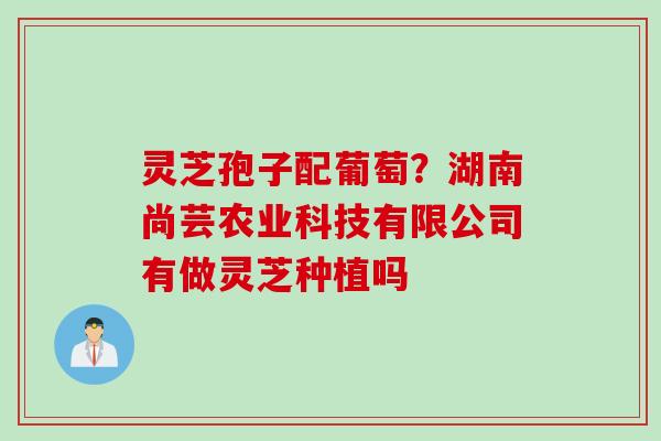 灵芝孢子配葡萄？湖南尚芸农业科技有限公司有做灵芝种植吗