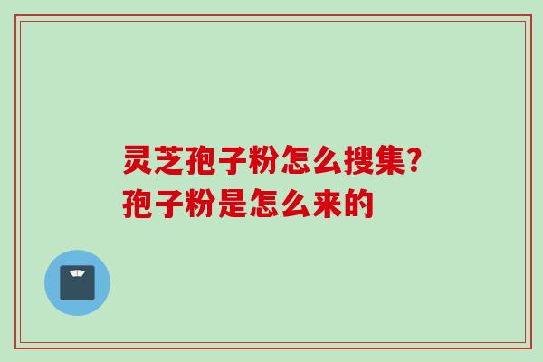 灵芝孢子粉怎么搜集？孢子粉是怎么来的