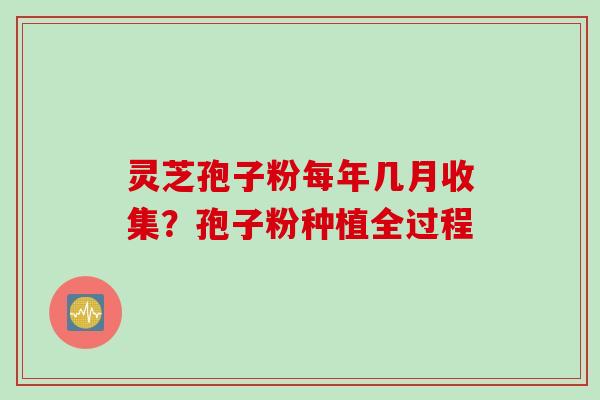 灵芝孢子粉每年几月收集？孢子粉种植全过程
