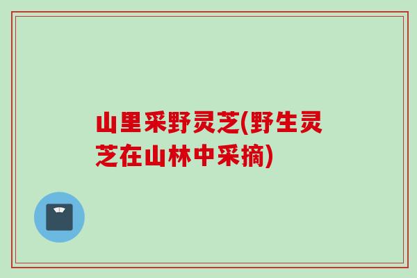 山里采野灵芝(野生灵芝在山林中采摘)