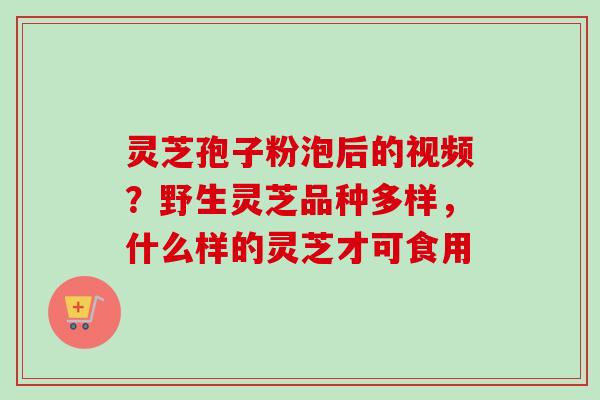 灵芝孢子粉泡后的视频?野生灵芝品种多样,什么样的灵芝才可食用