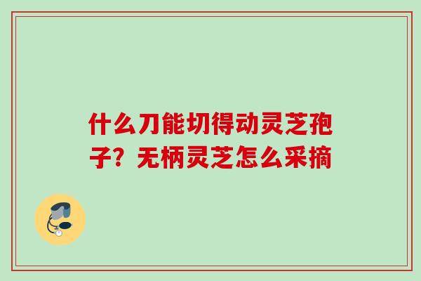 什么刀能切得动灵芝孢子?无柄灵芝怎么采摘