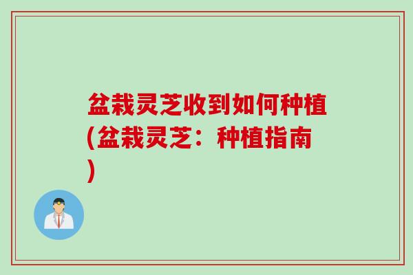 盆栽灵芝收到如何种植(盆栽灵芝：种植指南)