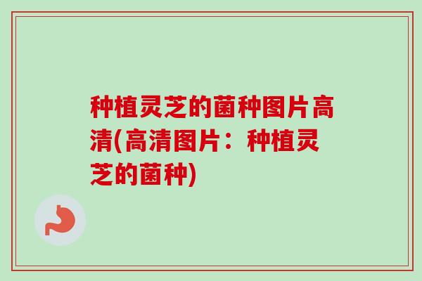 种植灵芝的菌种图片高清(高清图片：种植灵芝的菌种)