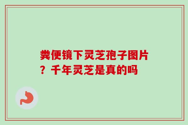 粪便镜下灵芝孢子图片？千年灵芝是真的吗