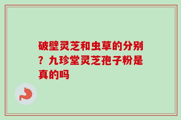 破壁灵芝和虫草的分别？九珍堂灵芝孢子粉是真的吗
