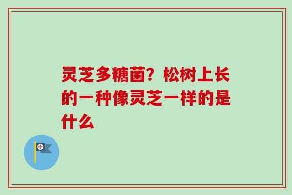 灵芝多糖菌？松树上长的一种像灵芝一样的是什么