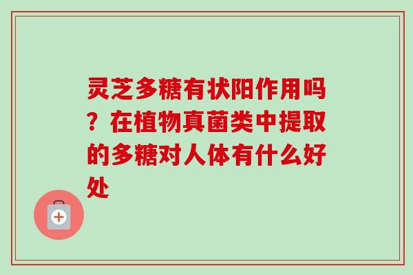 灵芝多糖有状阳作用吗？在植物真菌类中提取的多糖对人体有什么好处