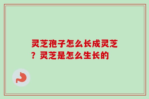 灵芝孢子怎么长成灵芝？灵芝是怎么生长的