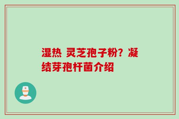 湿热 灵芝孢子粉？凝结芽孢杆菌介绍