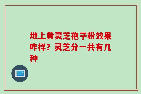 地上黄灵芝孢子粉效果咋样？灵芝分一共有几种