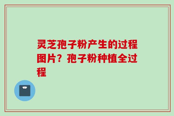 灵芝孢子粉产生的过程图片？孢子粉种植全过程