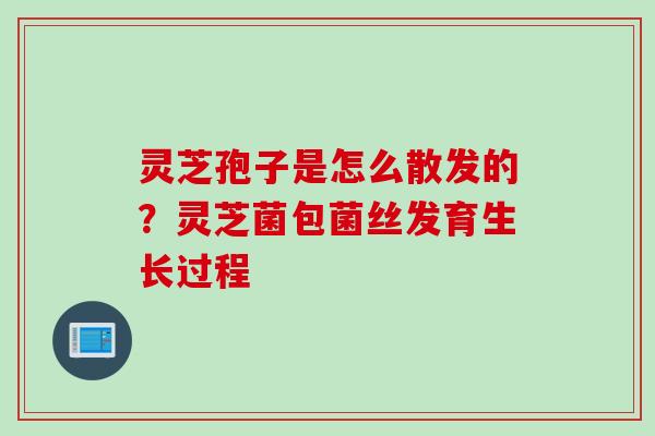 灵芝孢子是怎么散发的？灵芝菌包菌丝发育生长过程