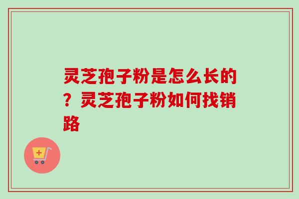 灵芝孢子粉是怎么长的？灵芝孢子粉如何找销路