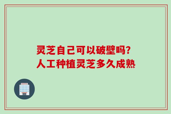 灵芝自己可以破壁吗？人工种植灵芝多久成熟
