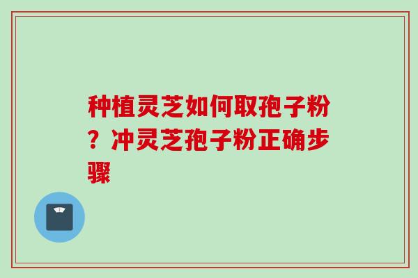 种植灵芝如何取孢子粉？冲灵芝孢子粉正确步骤