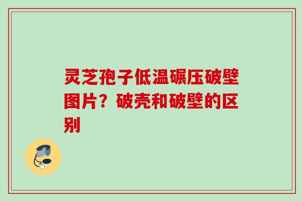 灵芝孢子低温碾压破壁图片？破壳和破壁的区别