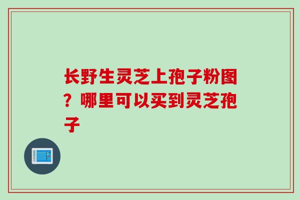 长野生灵芝上孢子粉图？哪里可以买到灵芝孢子