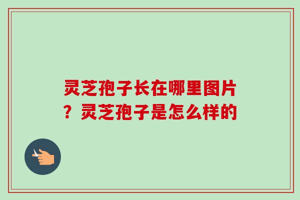 灵芝孢子长在哪里图片？灵芝孢子是怎么样的