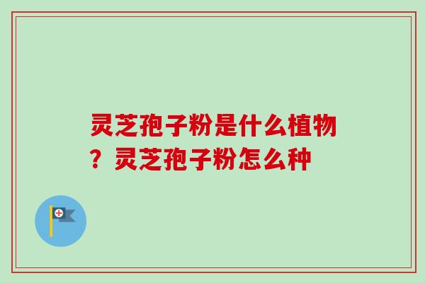 灵芝孢子粉是什么植物？灵芝孢子粉怎么种