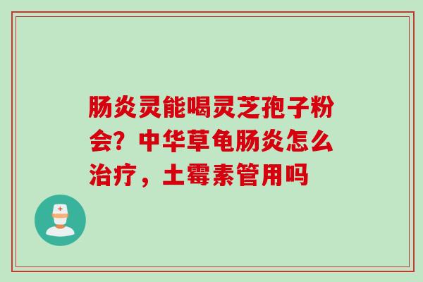 肠炎灵能喝灵芝孢子粉会？中华草龟肠炎怎么治疗，土霉素管用吗