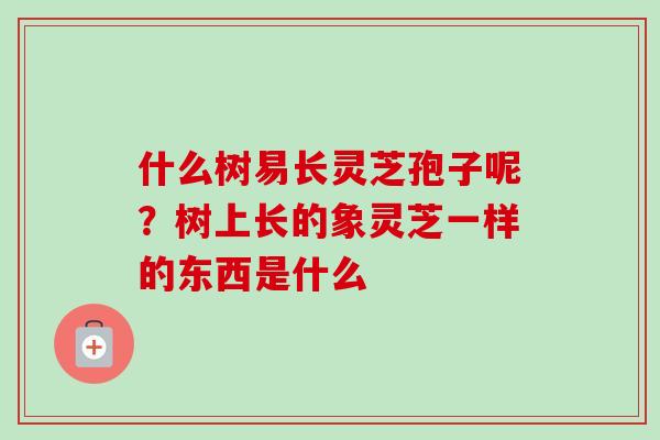 什么树易长灵芝孢子呢？树上长的象灵芝一样的东西是什么