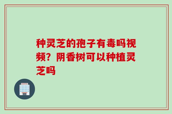 种灵芝的孢子有毒吗视频？阴香树可以种植灵芝吗