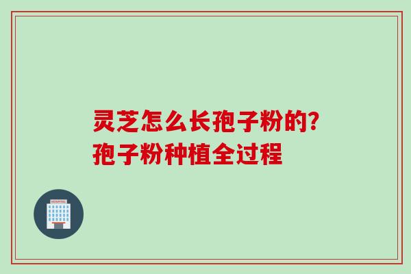 灵芝怎么长孢子粉的？孢子粉种植全过程