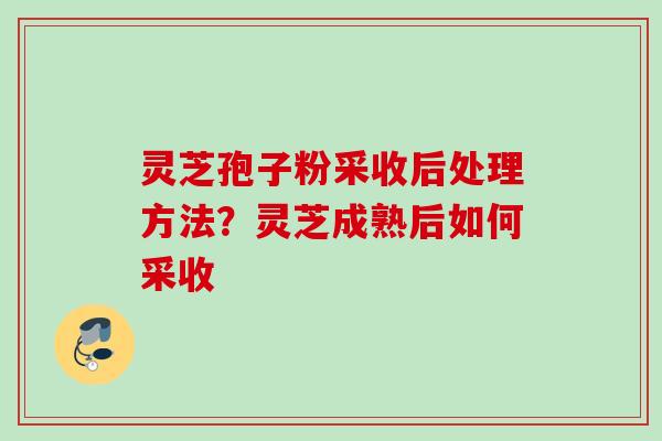 灵芝孢子粉采收后处理方法？灵芝成熟后如何采收
