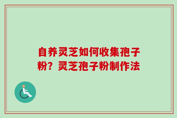 自养灵芝如何收集孢子粉？灵芝孢子粉制作法