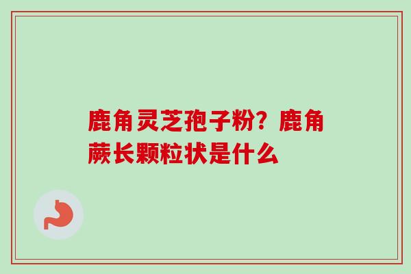 鹿角灵芝孢子粉？鹿角蕨长颗粒状是什么