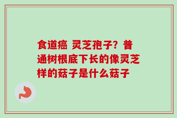 食道癌 灵芝孢子？普通树根底下长的像灵芝样的菇子是什么菇子