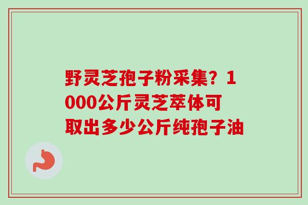 野灵芝孢子粉采集？1000公斤灵芝萃体可取出多少公斤纯孢子油