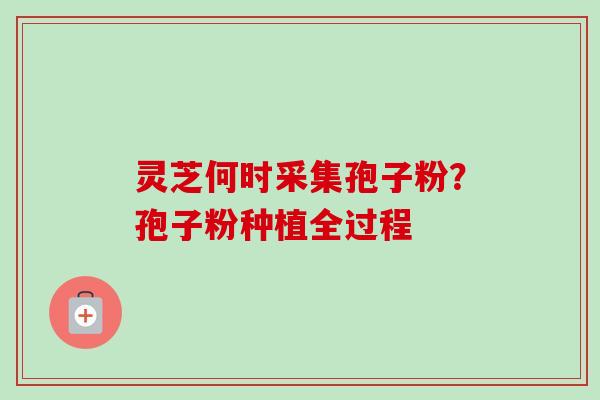 灵芝何时采集孢子粉？孢子粉种植全过程