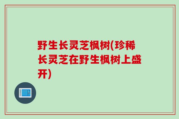 野生长灵芝枫树(珍稀长灵芝在野生枫树上盛开)