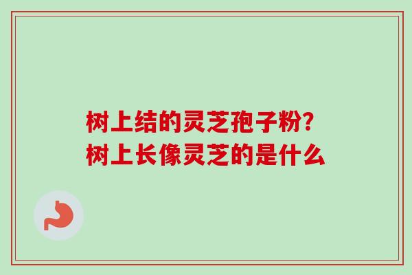 树上结的灵芝孢子粉？树上长像灵芝的是什么