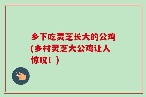 乡下吃灵芝长大的公鸡(乡村灵芝大公鸡让人惊叹！)