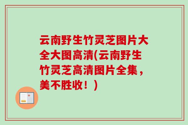 云南野生竹灵芝图片大全大图高清(云南野生竹灵芝高清图片全集,美不胜收!) 云南野生竹灵芝图片大全大图高清(云南野生竹灵芝高清图片全集,美不胜收!)