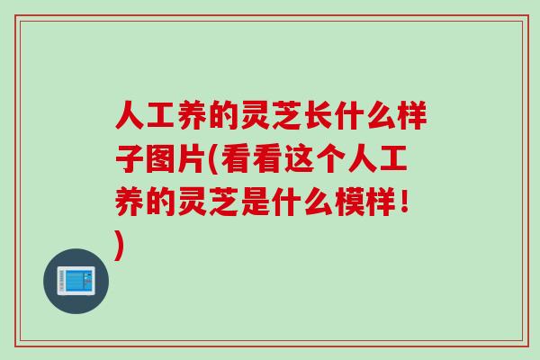 人工养的灵芝长什么样子图片(看看这个人工养的灵芝是什么模样！)