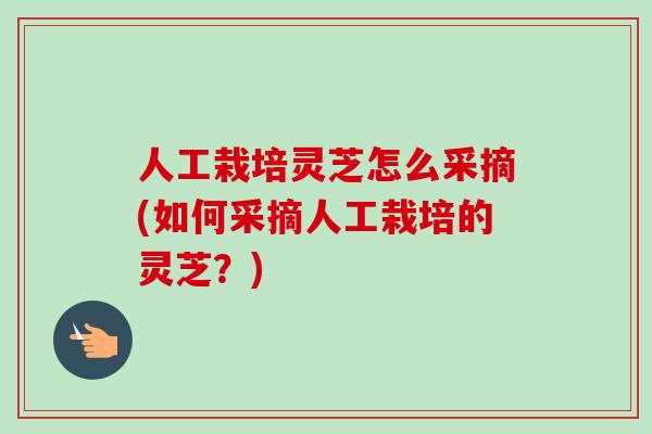 人工栽培灵芝怎么采摘(如何采摘人工栽培的灵芝？)