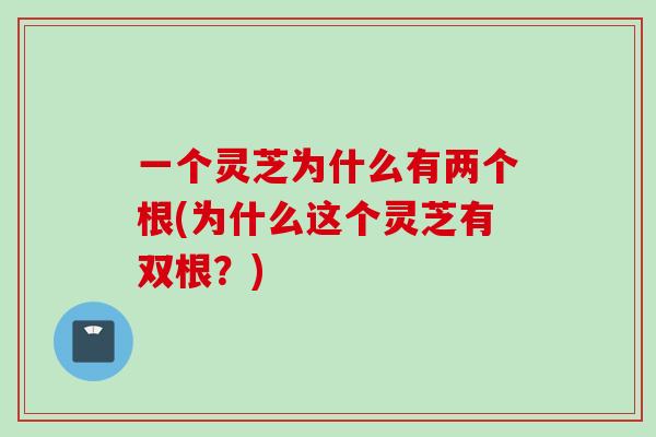 一个灵芝为什么有两个根(为什么这个灵芝有双根？)