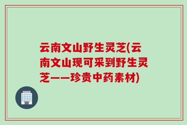云南文山野生灵芝(云南文山现可采到野生灵芝——珍贵素材) 云南文山野生灵芝(云南文山现可采到野生灵芝——珍贵素材)