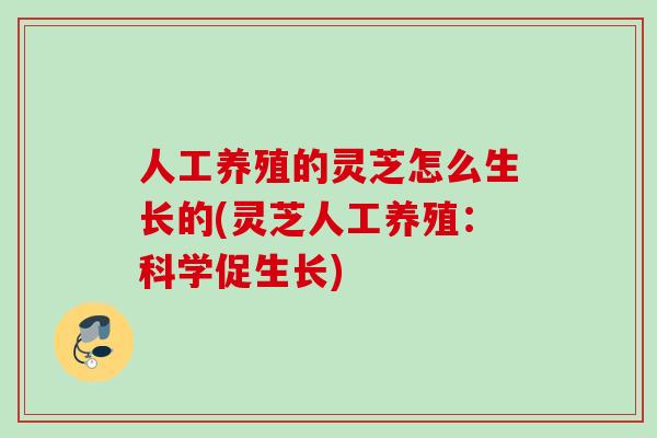 人工养殖的灵芝怎么生长的(灵芝人工养殖：科学促生长)