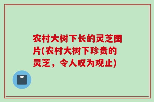 农村大树下长的灵芝图片(农村大树下珍贵的灵芝，令人叹为观止)