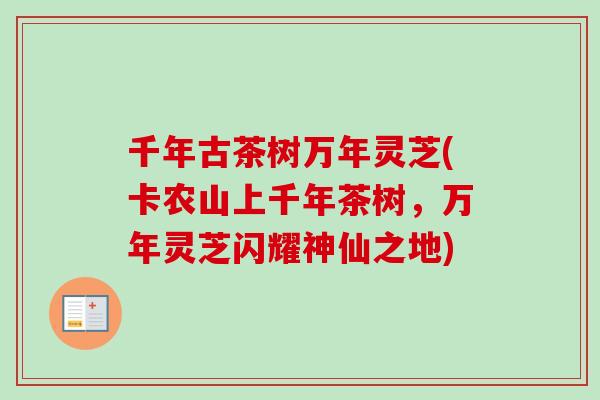 千年古茶树万年灵芝(卡农山上千年茶树，万年灵芝闪耀神仙之地)