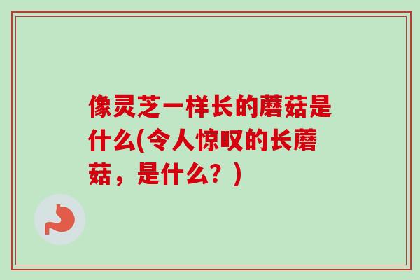 像灵芝一样长的蘑菇是什么(令人惊叹的长蘑菇，是什么？)