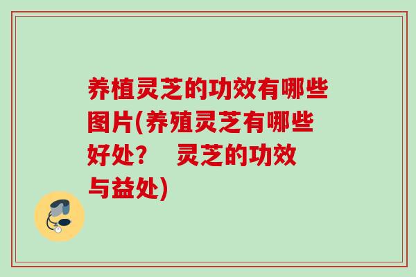 养植灵芝的功效有哪些图片(养殖灵芝有哪些好处？  灵芝的功效与益处)